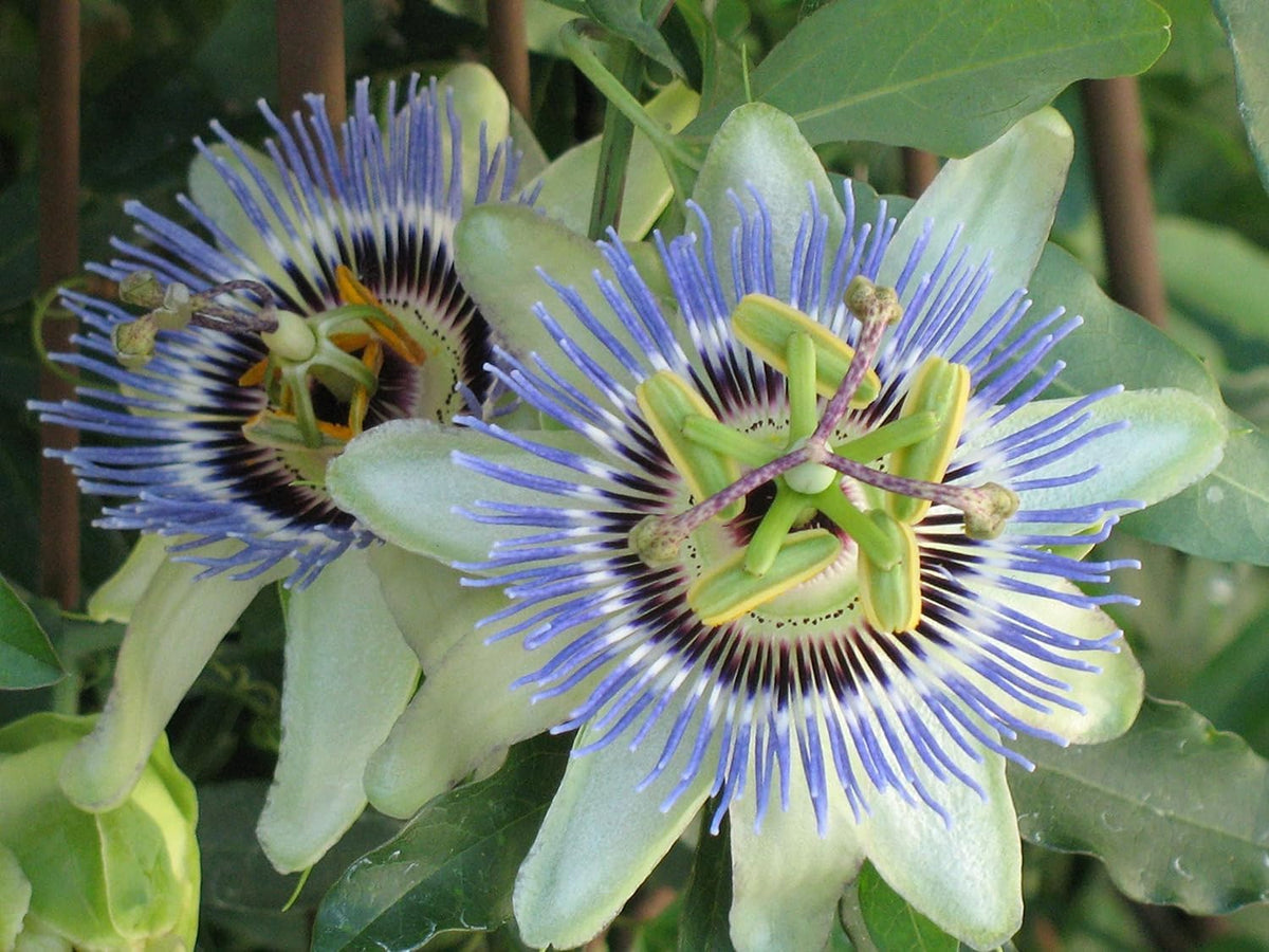 GARDENERA Premium Passion Fruit Potting Soil Mix - Perfect Balance of Nutrients, Drainage, and