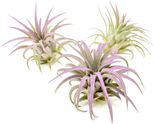 Lavender Colorful Tillandsia Air Plants - Long Lasting Color Enhanced Live Tillandsia Succulent