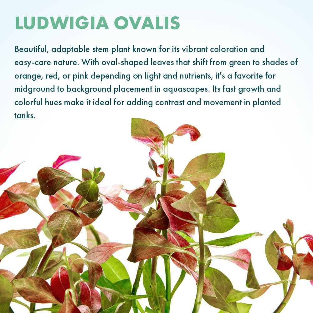 SubstrateSource Live Plants – Ludwigia Ovalis – Moderate to High Light, Green to Orange, Midground