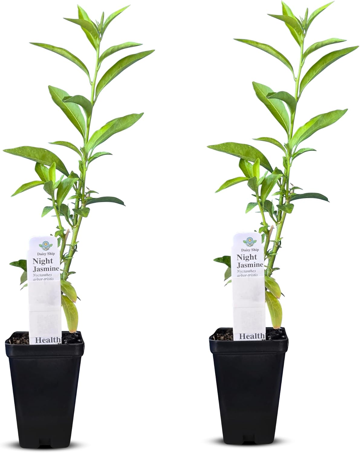 Night Blooming Jasmine Live Plant - Cestrum Nocturnum. Fragrant Flowering Shrub for Garden, Patio