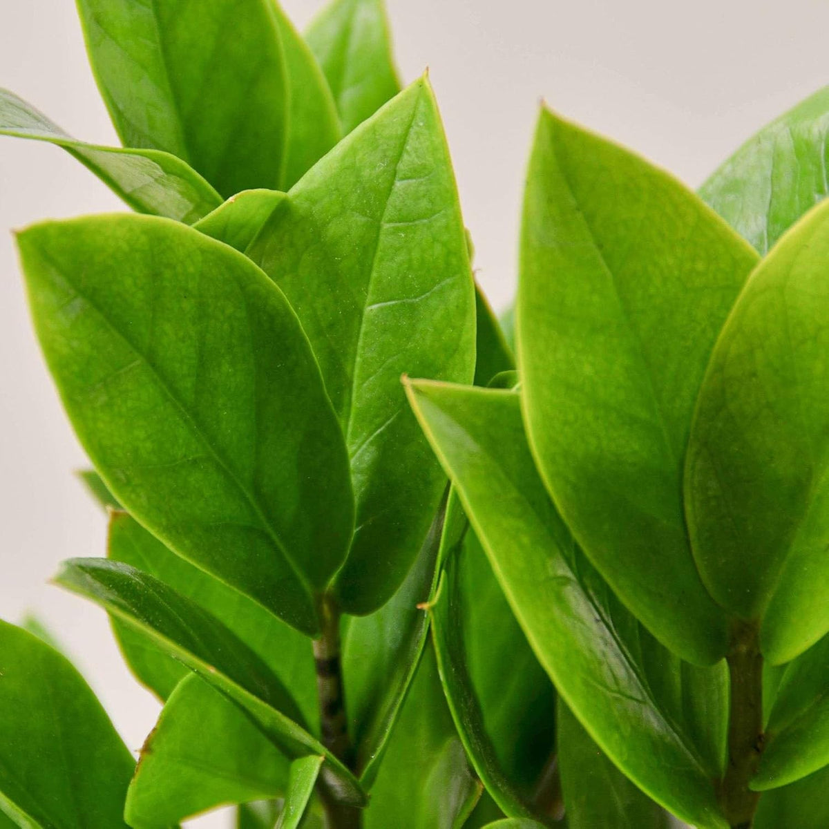 Zamioculcas Zamiifolia ZZ Live Plant for Indoor | Different Houseplants in 4'' & 6'' Pot | Real