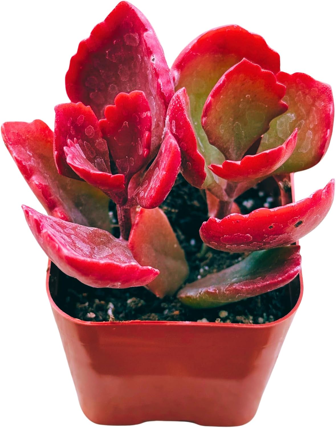 Succulents Plants Live 2inch Live Mini Succulent Plants, Easy Care House Plants Rooted in Succulent