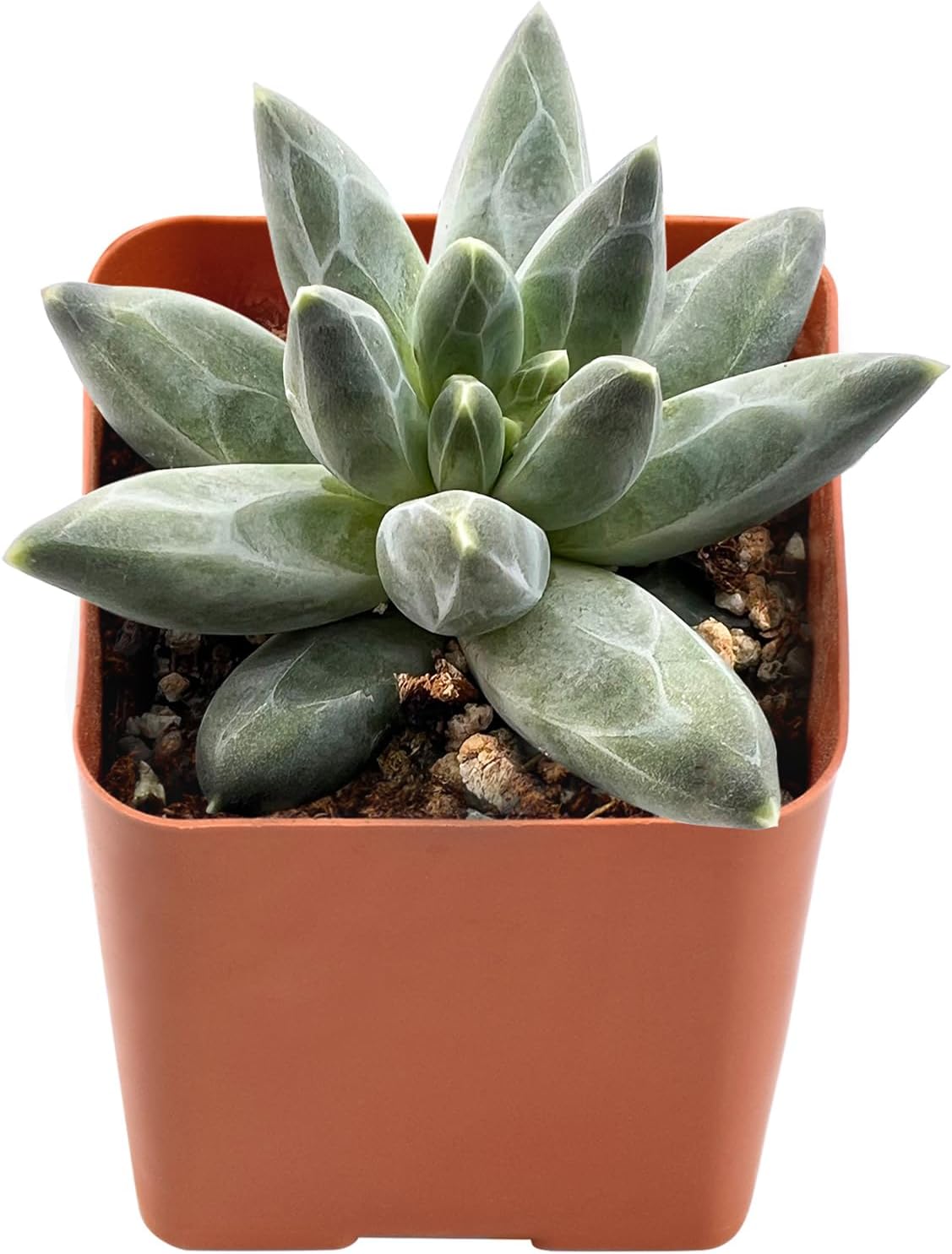2" Rare Succulent pachyphytum compactum, Live Succulents Plants Fully Rooted in Grower Pots, Unique