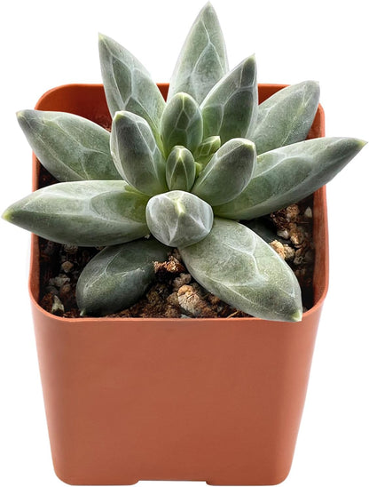 2" Rare Succulent pachyphytum compactum, Live Succulents Plants Fully Rooted in Grower Pots, Unique