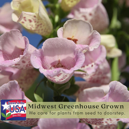 Clovers Garden Foxglove (Digitalis purpurea) Camelot Mix Plants – Two (2) Live Plants – Non-GMO