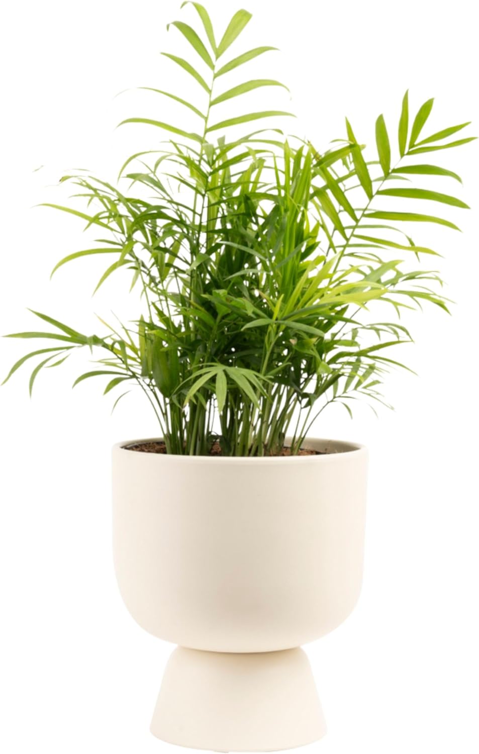 Costa Farms Parlor Palm, Neanthebella, Easy to Grow Houseplant Potted in Décor Plant Pot, Everyday