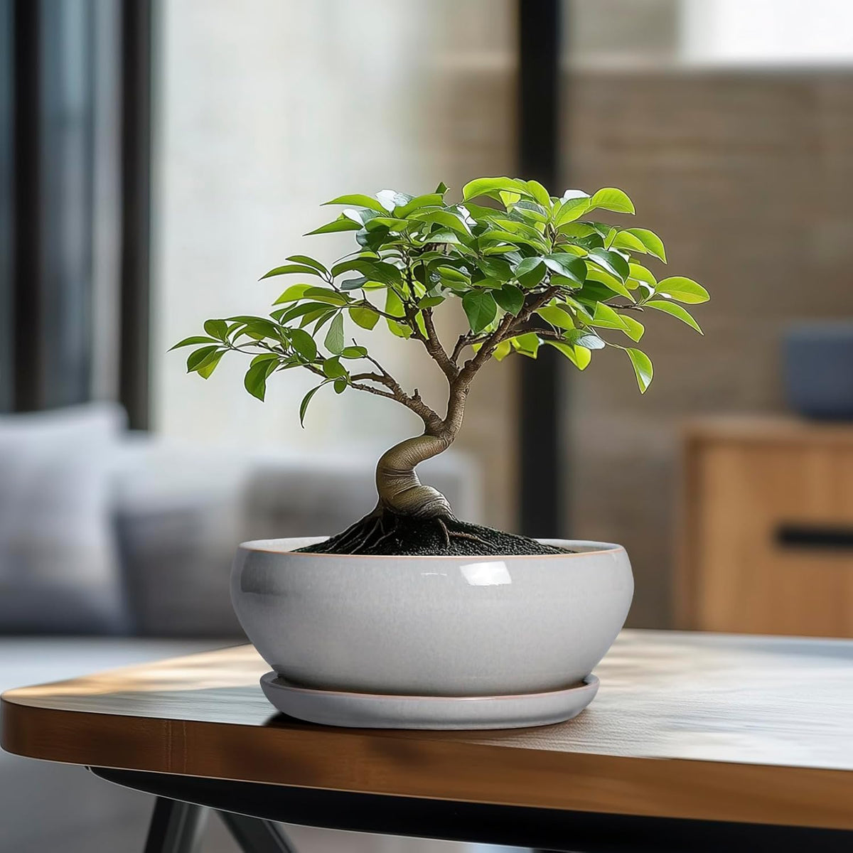 SQOWL Bonsai Tree Pots - 8 Inch Ceramic Plant Pots for Succulents, Shallow Planter with Drainage