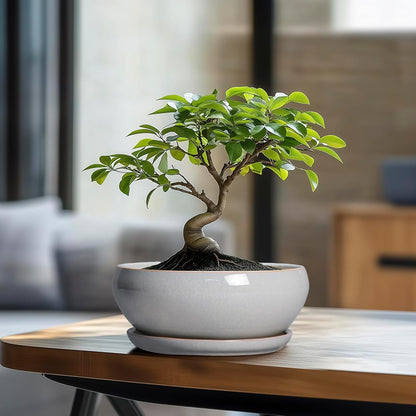SQOWL Bonsai Tree Pots - 8 Inch Ceramic Plant Pots for Succulents, Shallow Planter with Drainage