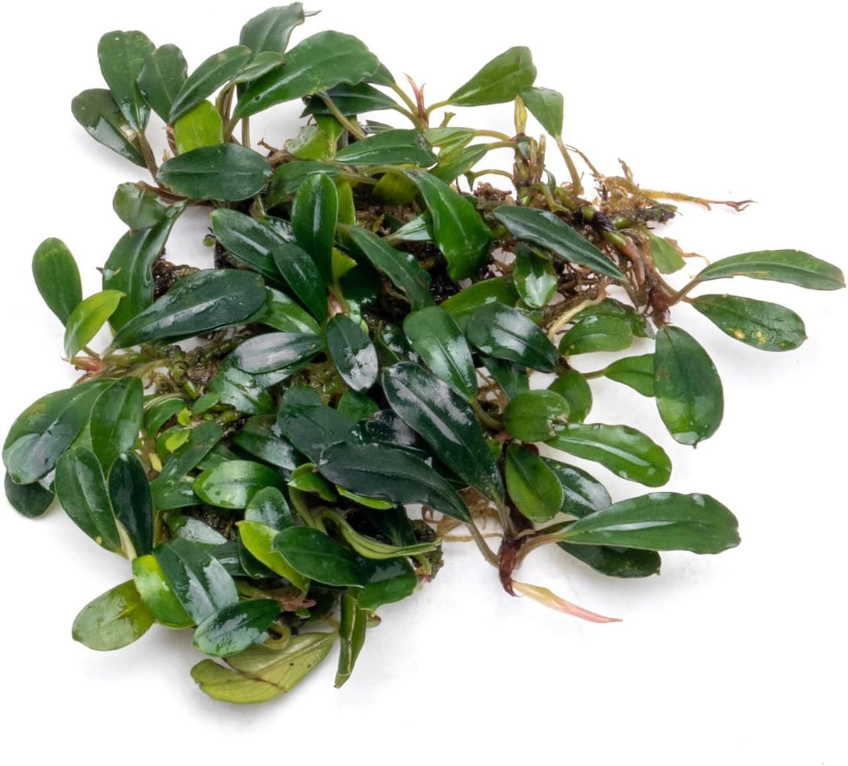 SubstrateSource Bucephalandra Black Tears Live Aquarium Plant - Natural Freshwater Fish Tank
