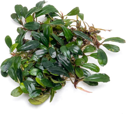 SubstrateSource Bucephalandra Black Tears Live Aquarium Plant - Natural Freshwater Fish Tank
