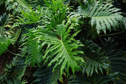 Gardenera Split Leaf Philodendron Soil Mix - Expertly Formulated for Strong Root Development - 2