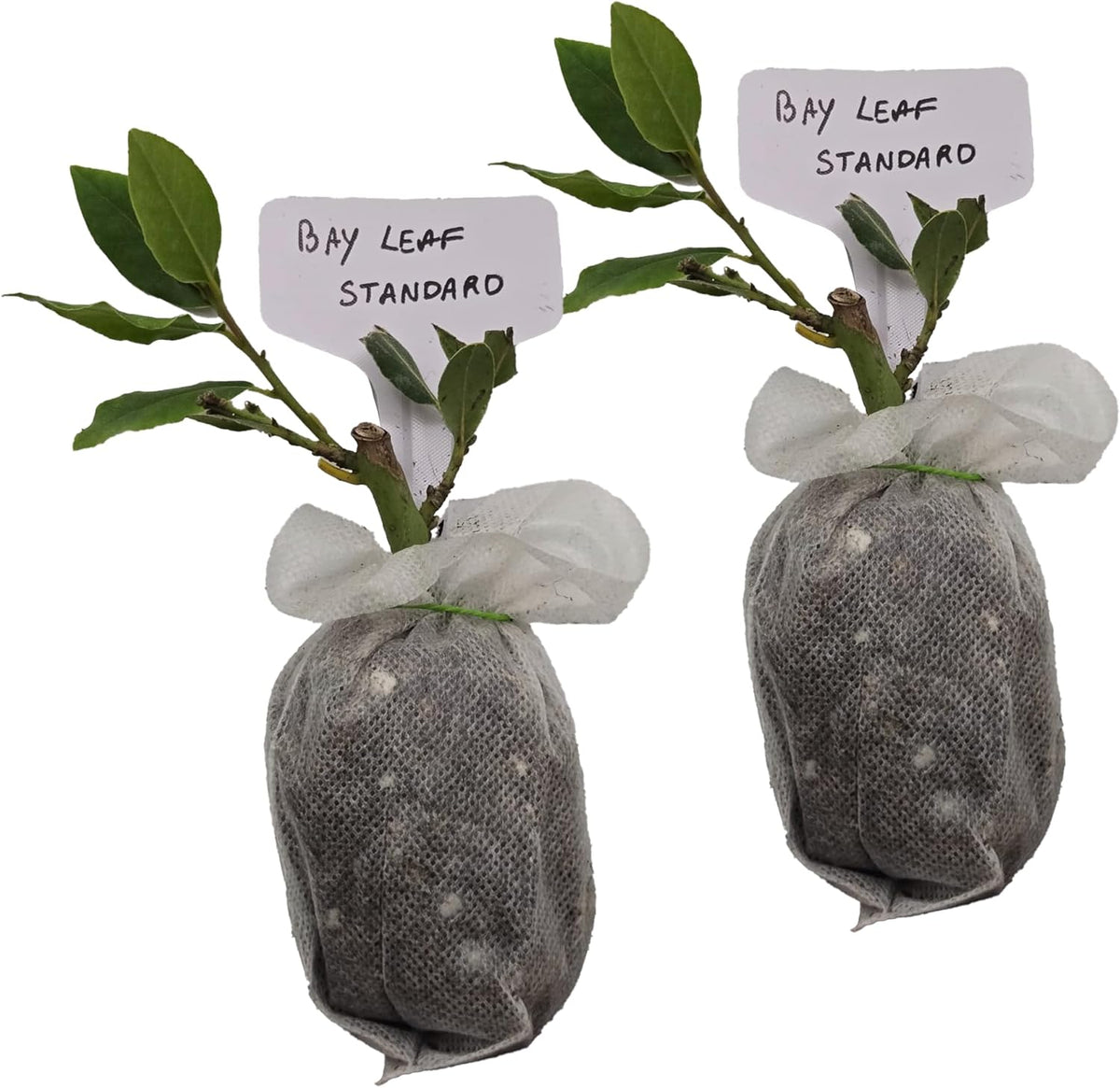 Mediterranean Bay Leaf, Bay Laurel Live Plant. Standard Variety - Laurus Nobilis. Live Plant.