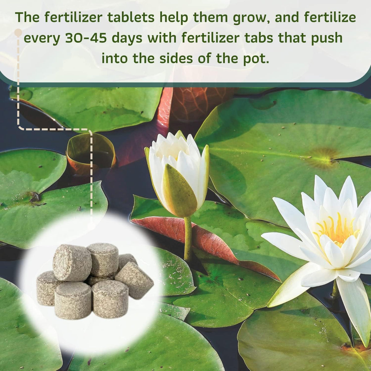 Mainam Mixed Colorful Hardy Water Lily Tuber Live Aquarium Plant for Freshwater Fish Pond Balcony