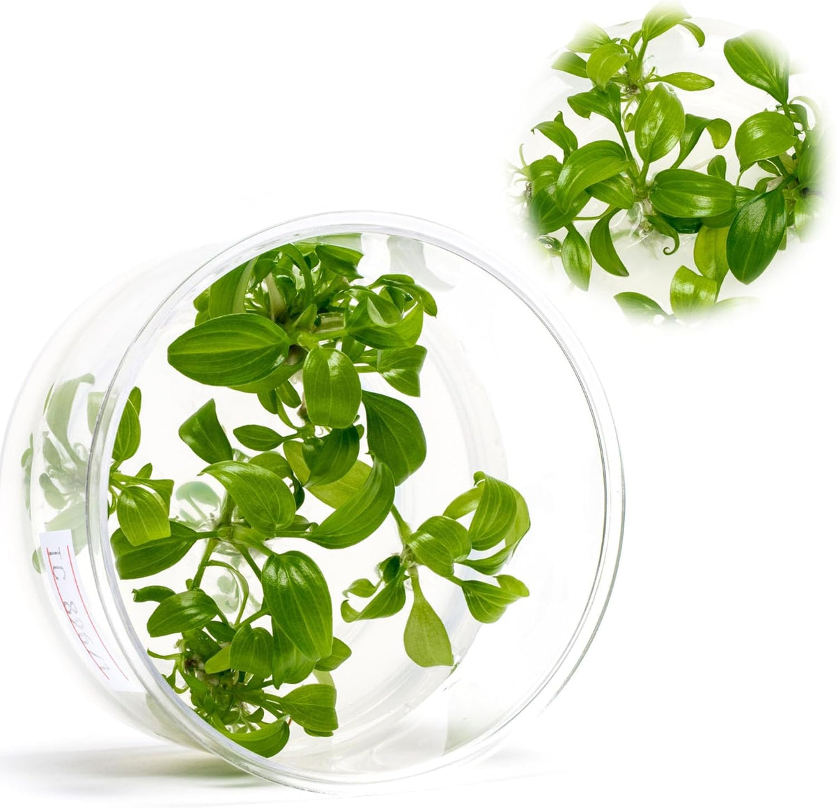 Ultum Nature Systems Live Tissue Culture - Malayan Sword (Aglaonema simplex) - Easy Care - Medium