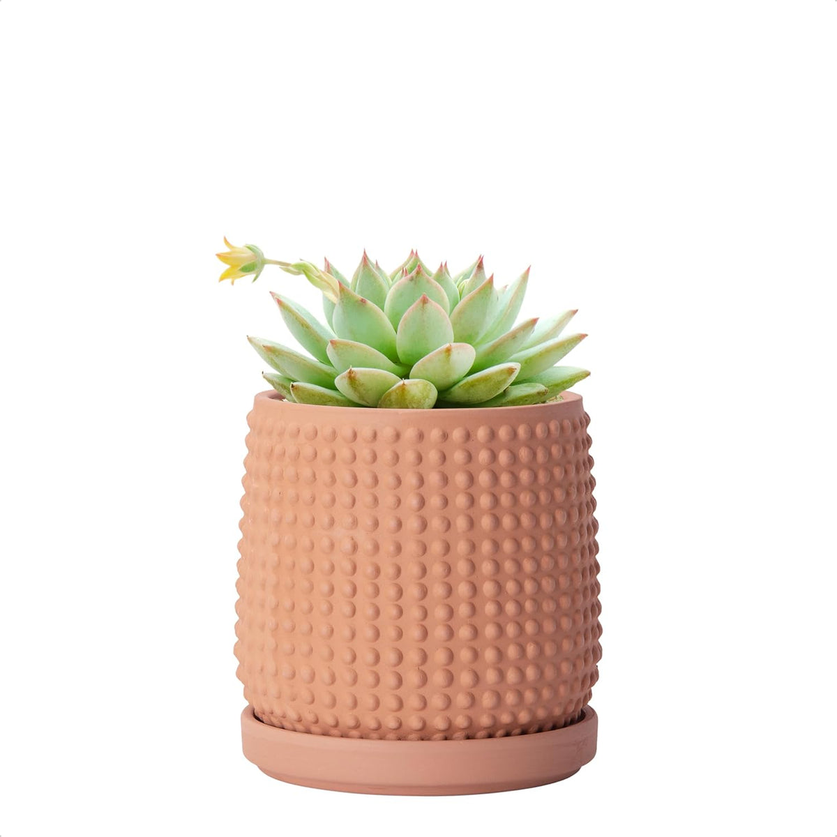 D'vine Dev 4 Inch Terracotta Beaded Planter Pot - Flower Pot with Drainage Holes and Saucers for