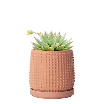 D'vine Dev 4 Inch Terracotta Beaded Planter Pot - Flower Pot with Drainage Holes and Saucers for