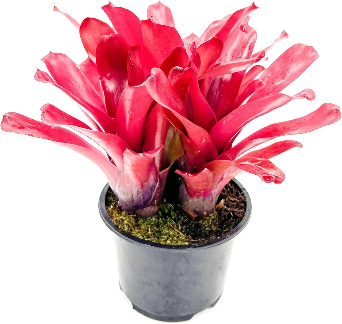 ragnaroc Live Plants - Bromeliad Neoregelia 'Super Fireball', 10-12" in 6" Pot - 1ct - Live Arrival