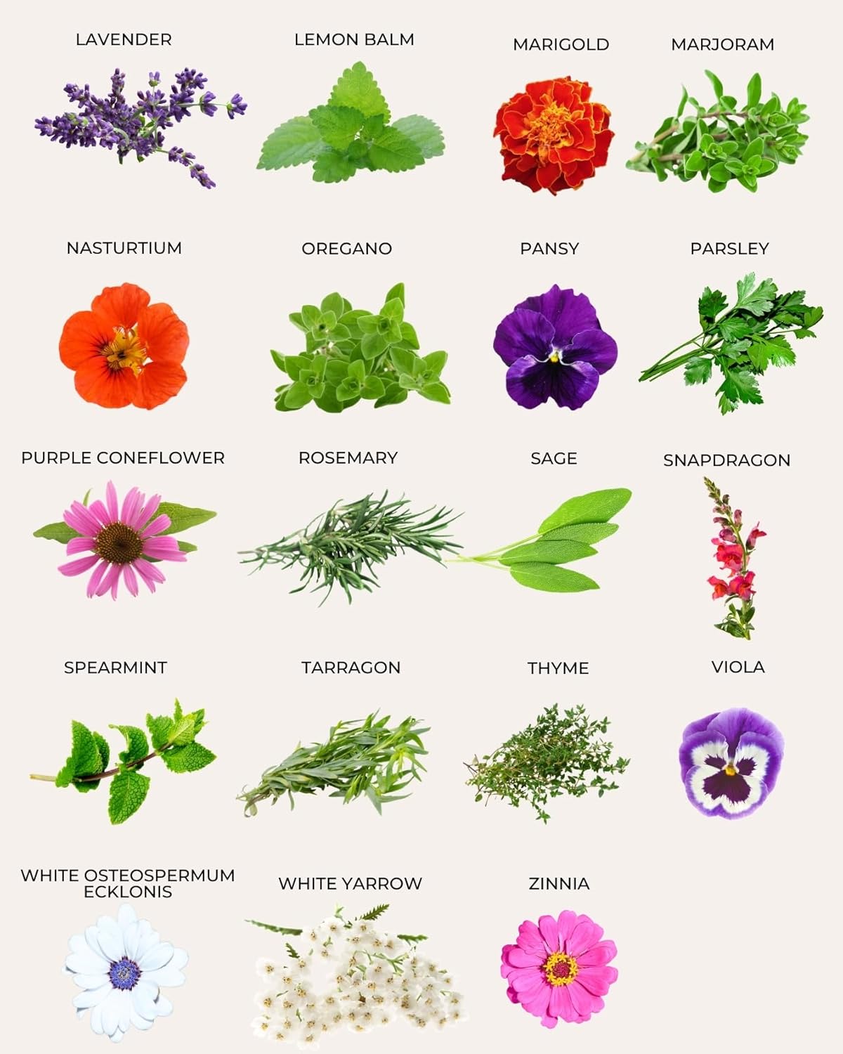 35 Tactiko Edible Flower & Herb Seeds Kit Variety - USA Grown Heirloom Non-GMO Open-Pollinated