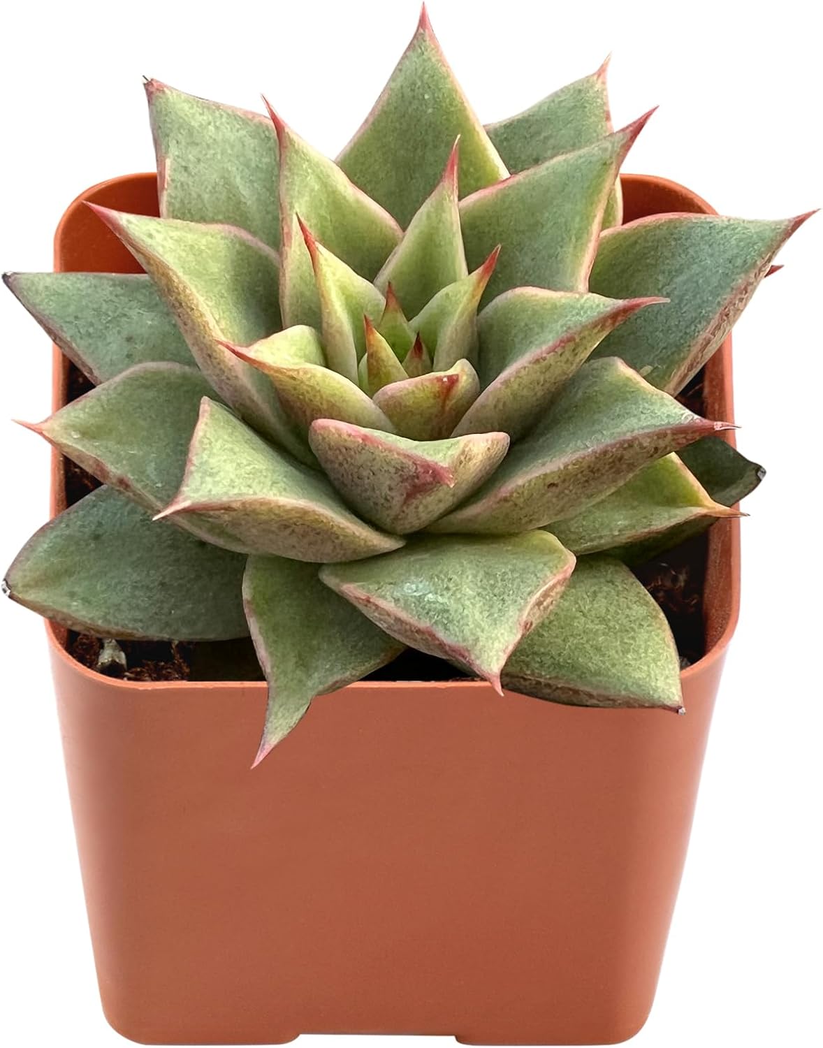 Live Succulent Echeveria 'Mazes', Approx 2-inch Large, Potted Succulents, Fully Rooted, Easy Care