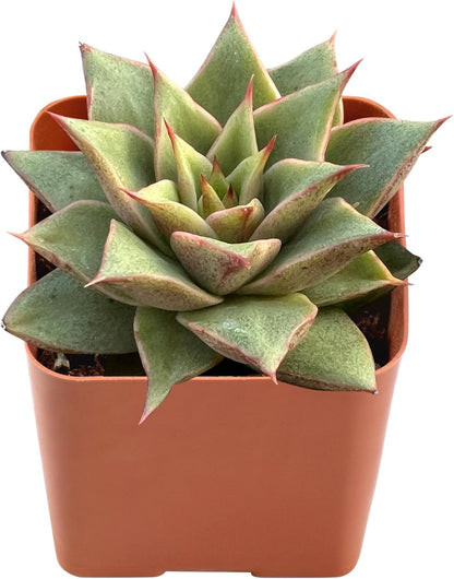 Live Succulent Echeveria 'Mazes', Approx 2-inch Large, Potted Succulents, Fully Rooted, Easy Care