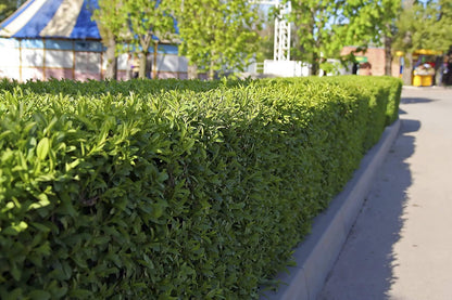 Winter Gem Boxwood | 3 Live 4 Inch Pots | Buxus Microphylla Japonica | Fast Growing Cold Hardy
