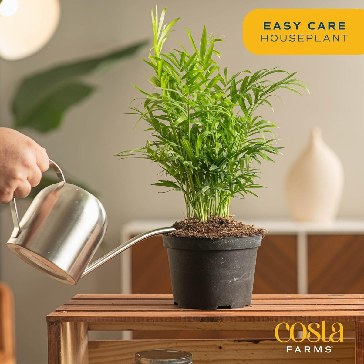 Costa Farms Parlor Palm, Neanthebella, Easy to Grow Houseplant Potted in Décor Plant Pot, Everyday