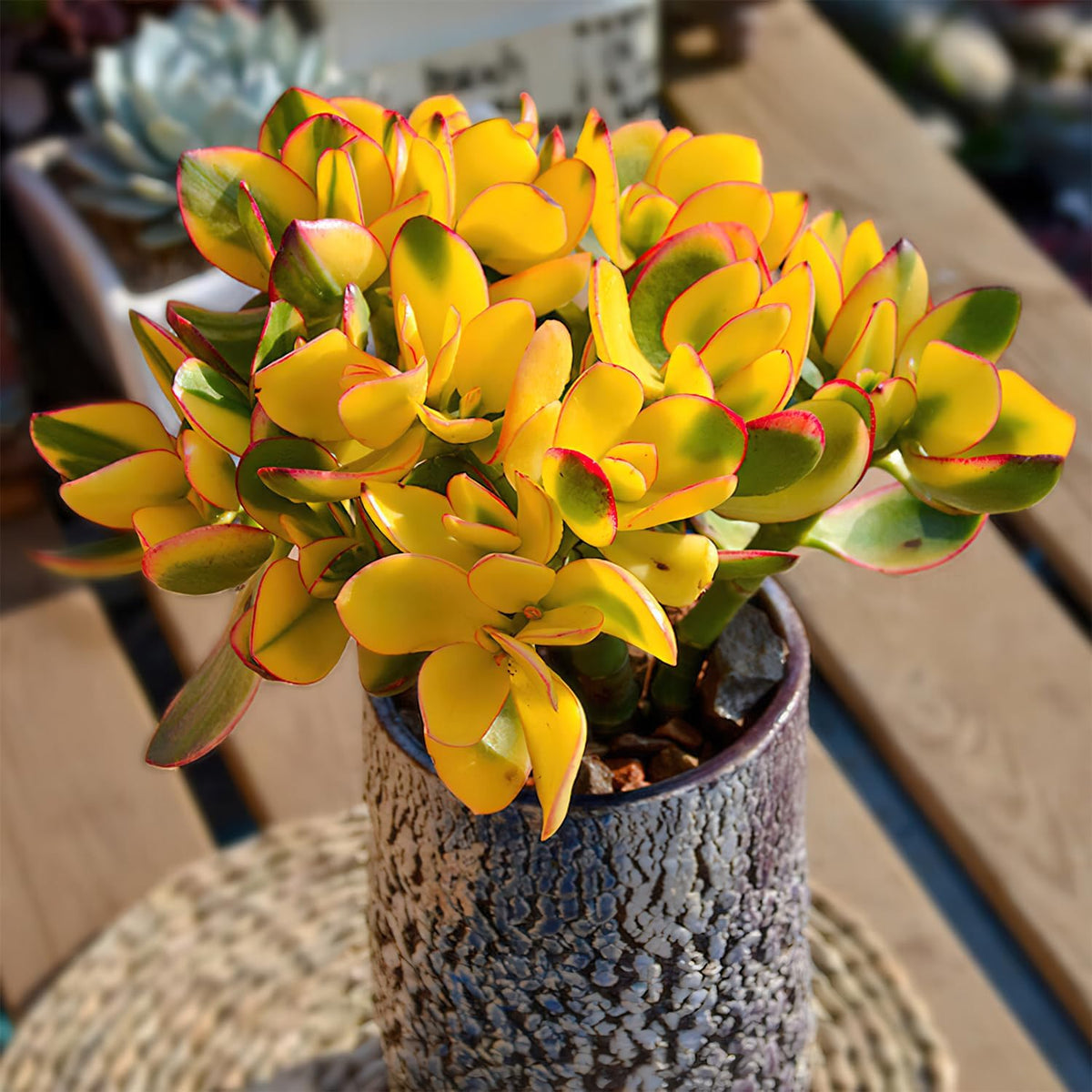 Sprout N Green Golden Jade - Crassula Ovata 'Hummel Sunset', Rare Cute Succulent Plant Fully Rooted