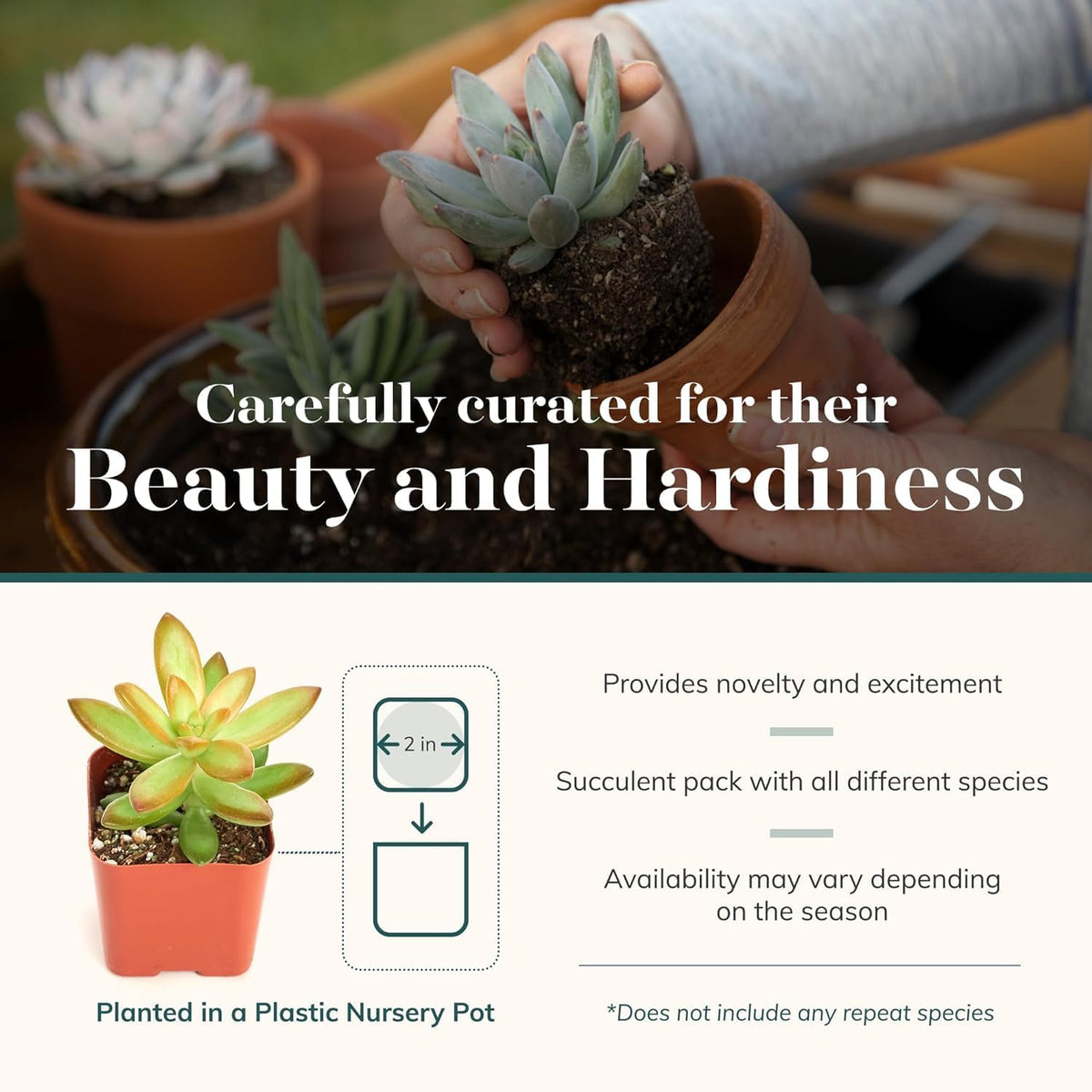 Shop Succulents Unique Succulent Plant Pack Collection - Live Mini Succulent Plants, Low