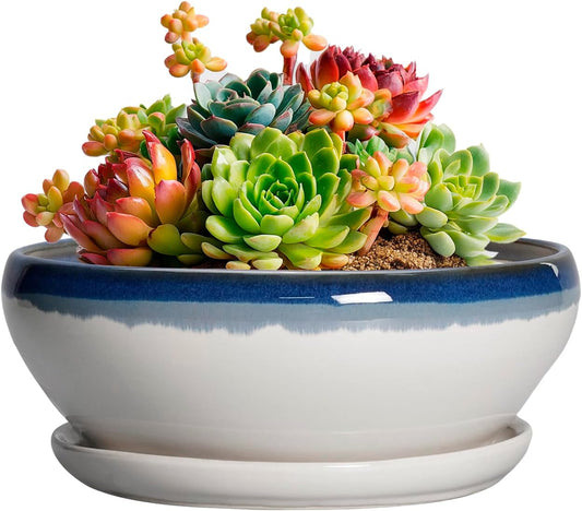 SQOWL Succulent Planters 6 Inch - Ceramic Bonsai Pots with Drainage Hole and Saucer, Round Shallow