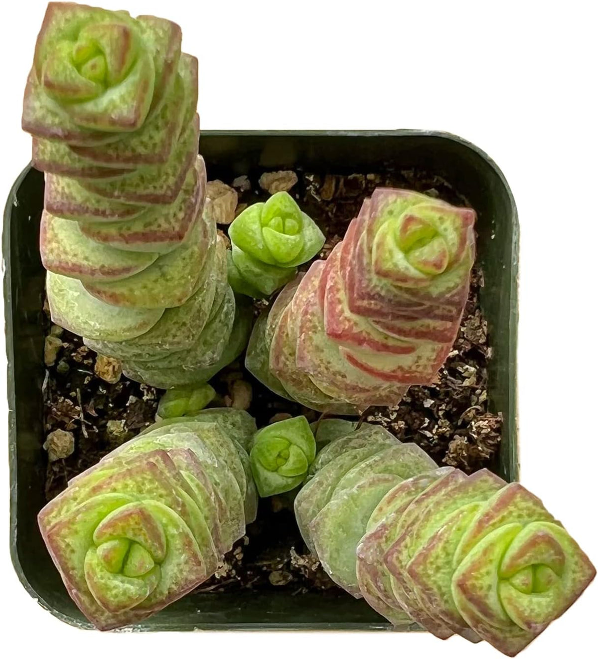Sprout N Green 2" Crassula Baby's Necklace, Live Trailing Succulent Fully Rooted in Pots, Rare