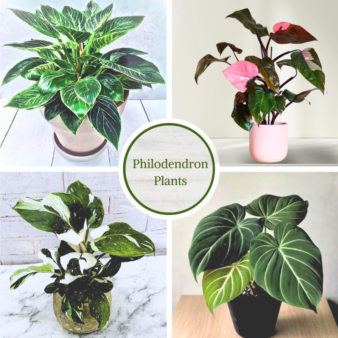 Philodendron Plant Live Exclusive Collection (4-Pack) – Rare Birkin, Gloriosum, Pink Princess &