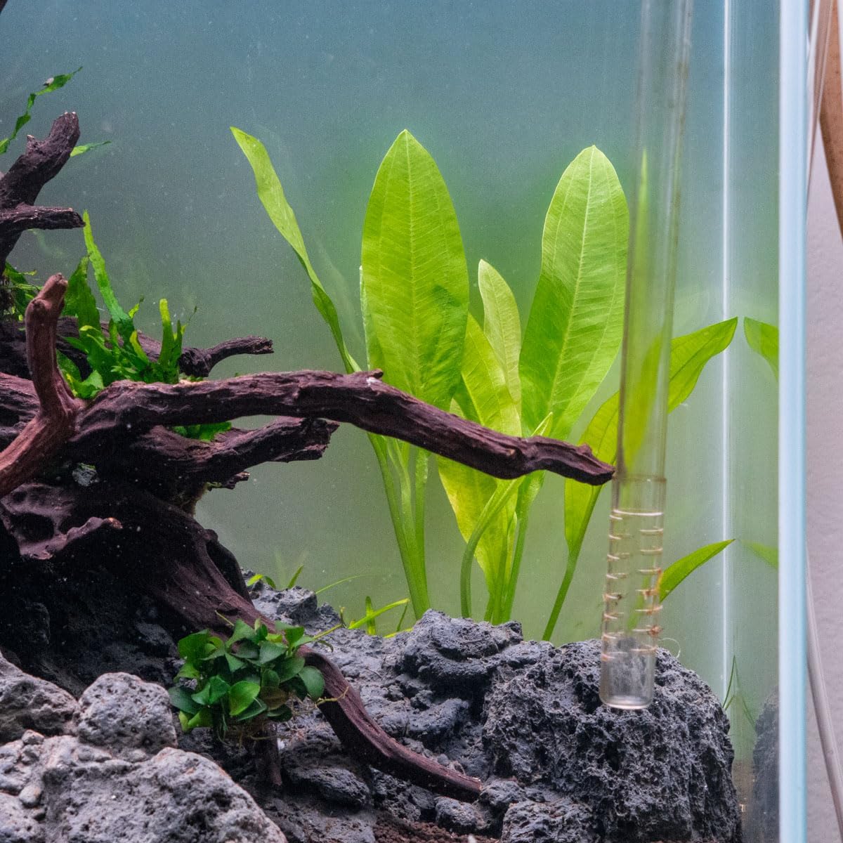 SubstrateSource Amazon Sword Echinodorus Bleheri Live Plant for Freshwater Aquariums, Natural Fish