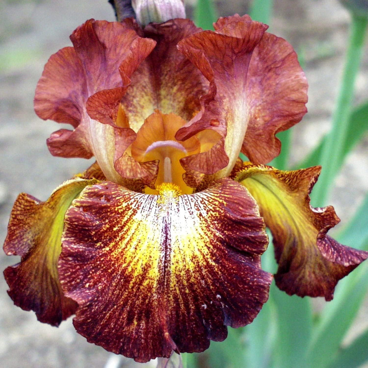 Easy to Grow Bearded Iris Paprika Fono - 9 Plant Bulbs Rhizomes, Burgundy Red & Yellow Flowers in