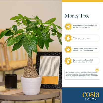 Costa Farms Money Tree Live Plant | 12-16 Inches Tall Bonsai | Easy to Grow Indoor Houseplant in