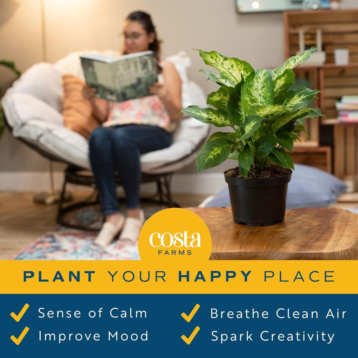 Costa Farms Dieffenbachia Live Indoor Plant, Easy to Grow Houseplant, Potted in Indoors Garden