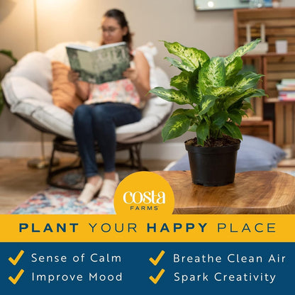 Costa Farms Dieffenbachia Live Indoor Plant, Easy to Grow Houseplant, Potted in Indoors Garden