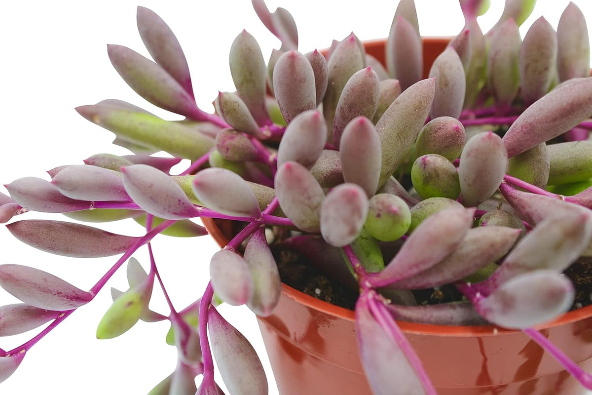 Live Succulent 4" Othonna Capensis Ruby Necklace, Succulents Plants Live, Succulent Plants Fully