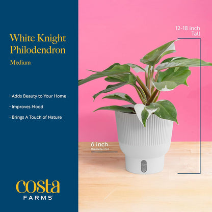 Costa Farms Philodendron White Knight, Rare Unique Live Indoor Plant in 6-Inch Self-Watering