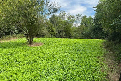 Sugar Rush | Select Seed Blends | Easiest Deer Feeder | Late Season Whitetail Deer Food Plot |