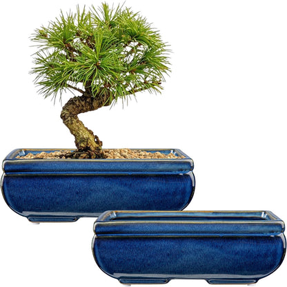 Succulent Planters Bonsai Pots for Live Bonsaii Trees Set of 2, 8.7" Large Ceramic Shallow Pot for