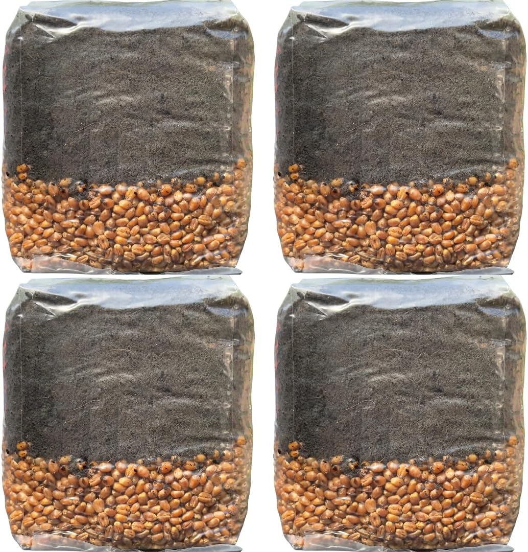 Mushroom Grow Kit - Magic All in One Mushroom Grow Bags - 4 Pack