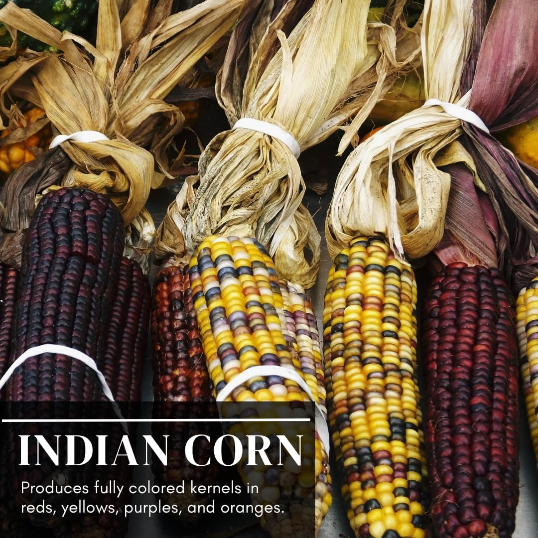400 Indian Corn Seeds for Planting - Multicolor Ornamental Indian Corn - 400+ Seeds Zea Mays Non