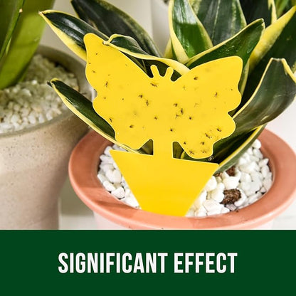 Garsum Fruit Fly Sticky Trap for Indoor and Outdoor, 36 Pack Fungus Gnat Killer for