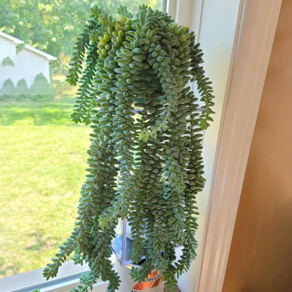 Sprout N Green Donkey's Tail, Live Sedum Morganianum-Burro's Tail, Succulent Plant Fully Rooted in