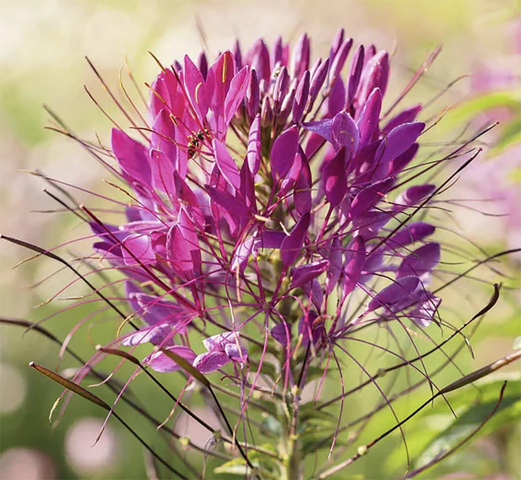 Pure White Cleome - White Queen Spider Plant Seeds - Nectar Flower for Monarch Butterflies - 1000