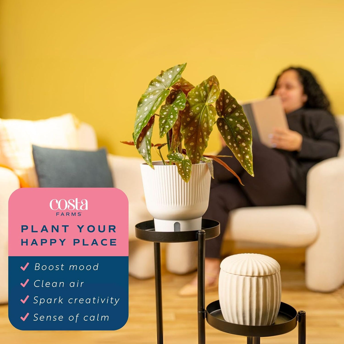 Costa Farms Begonia Maculata Live Plant in Self Watering Pot, Indoor Houseplant, Perfect for Home