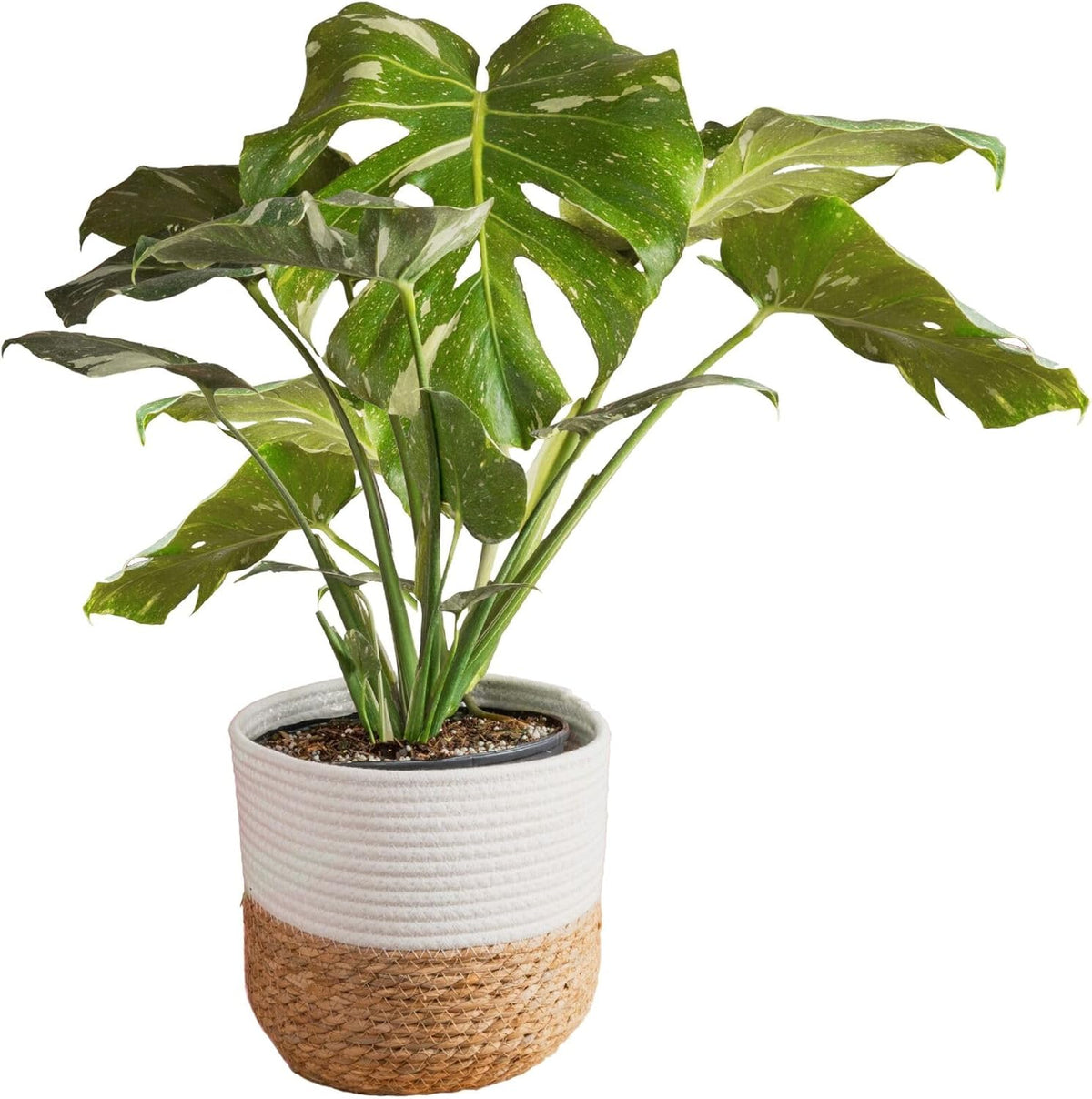 Costa Farms Live Plant, Thai Constellation Monstera House Plant, Decorative Plant Pot, Trending