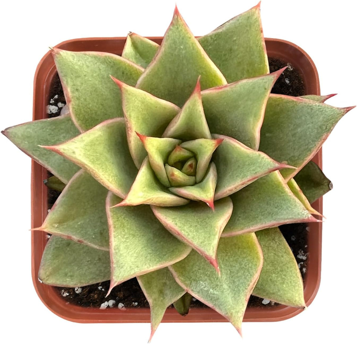 Live Succulent Echeveria 'Mazes', Approx 2-inch Large, Potted Succulents, Fully Rooted, Easy Care