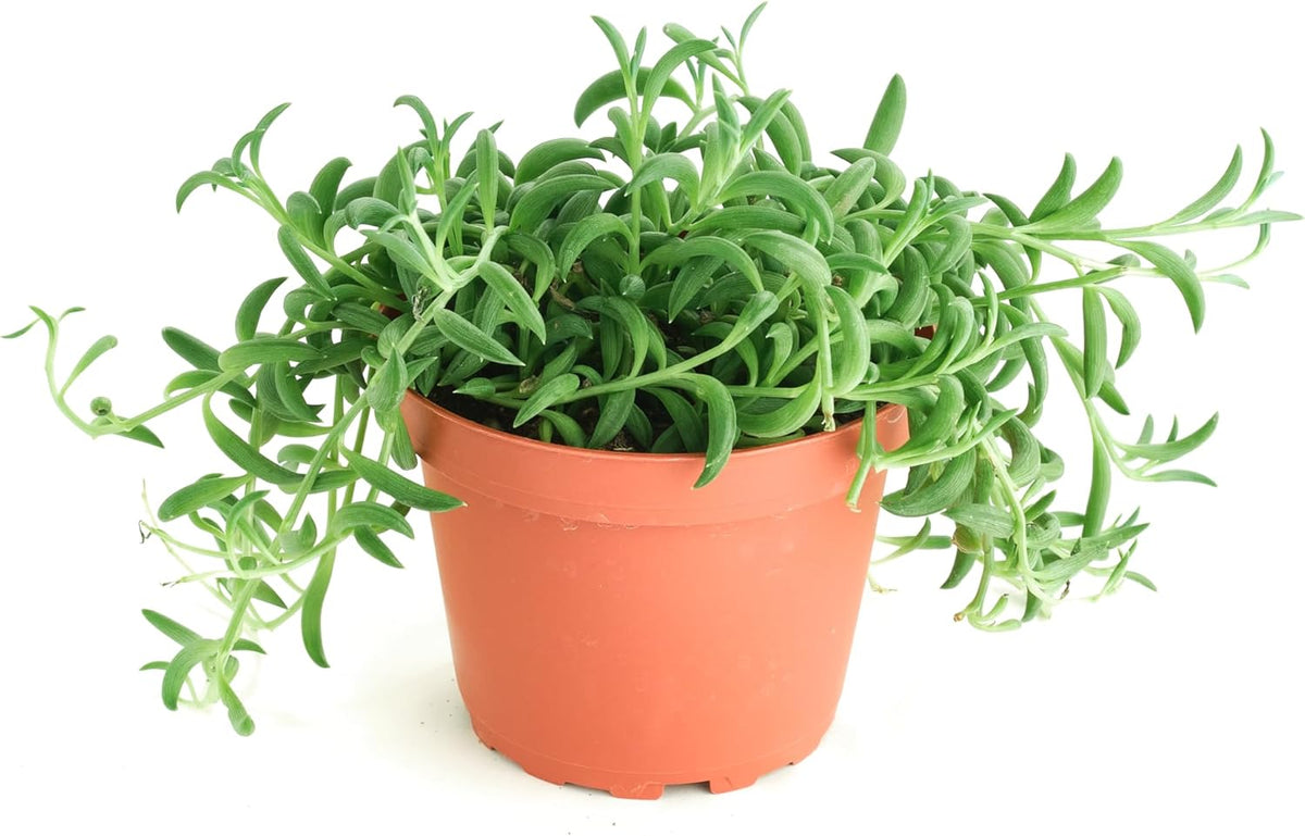 Shop Succulents String of Bananas Hanging Succulent, Senecio Radicans, Fully Rooted Live 4"