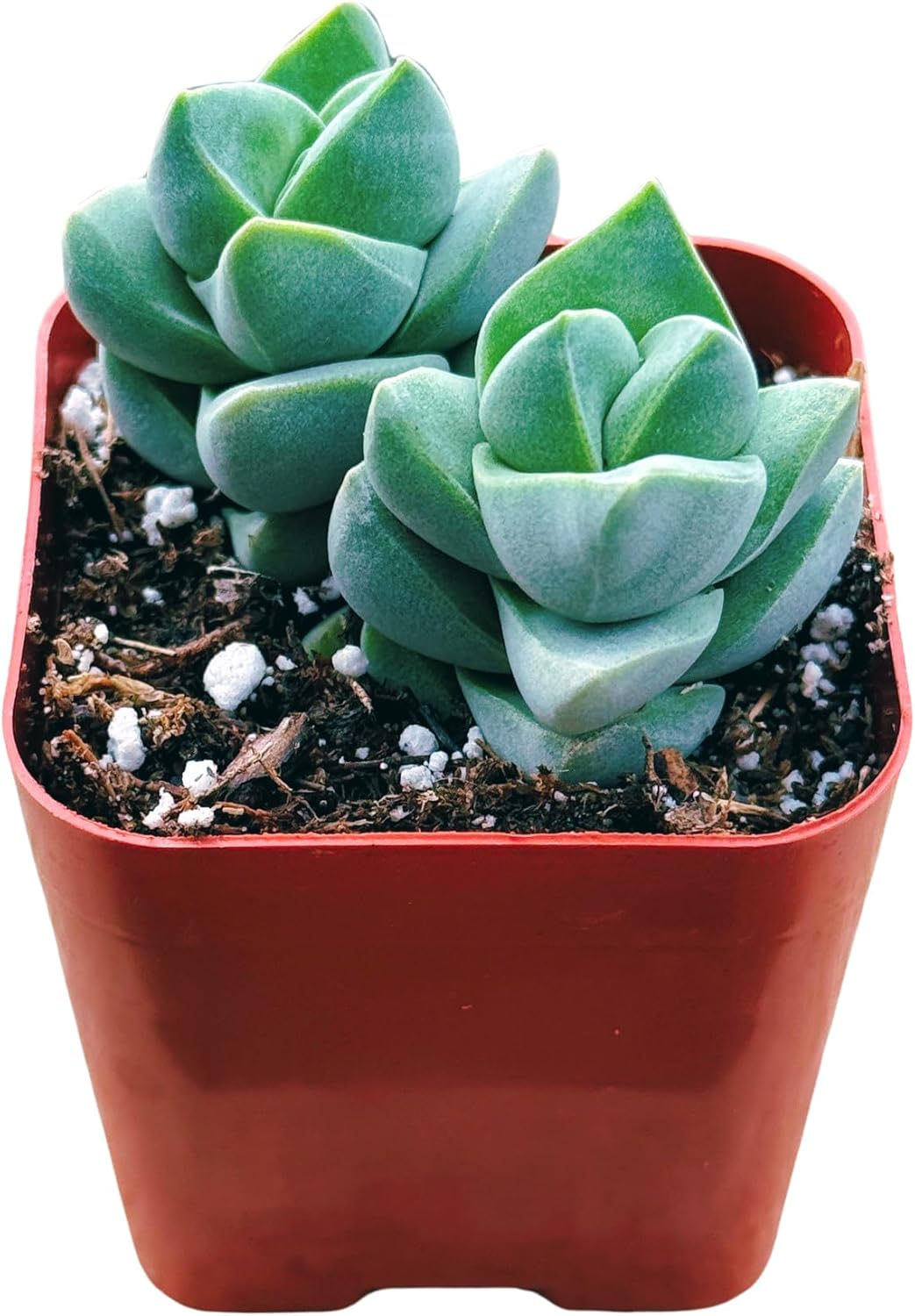 Succulents Plants Live 2inch Live Mini Succulent Plants, Easy Care House Plants Rooted in Succulent